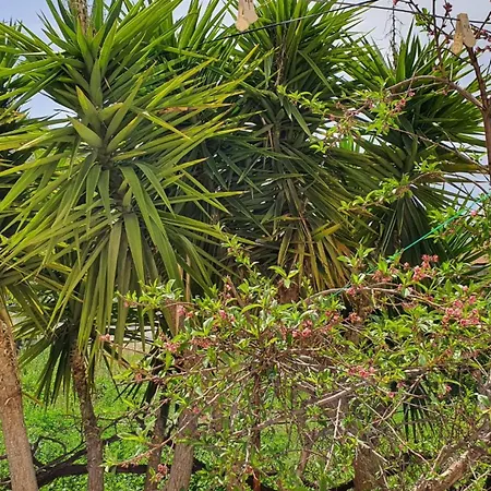 Апартаменты The Tulip *